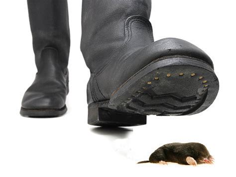 Адаптация к охоте на кротов