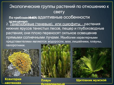 Адаптивные особенности растений перед дождем