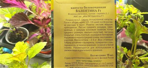 Альтернативы белокочанной капусте
