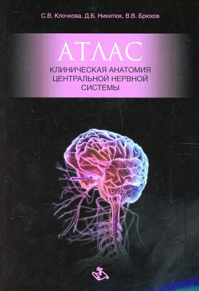 Анатомические аспекты