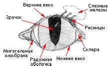 Анатомические особенности строения глаз у кошки