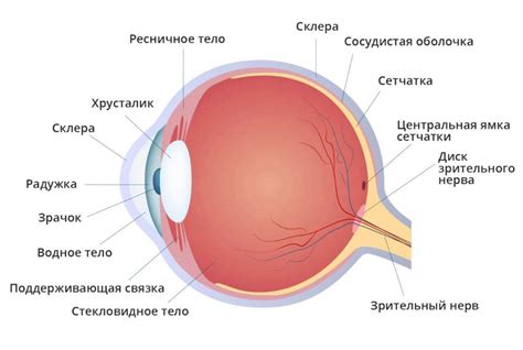 Анатомические особенности строения глаз у лисы