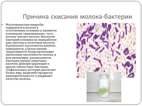 Бактерии, вызывающие скисание молока