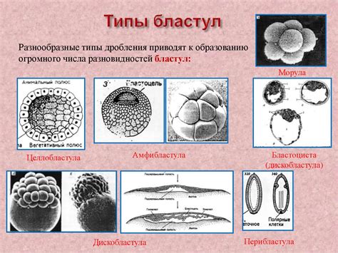Биологическое значение пупка