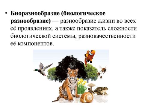 Биологическое разнообразие Южного океана и его роль в экосистеме