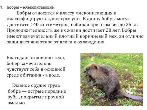 Бобры как объекты изучения в научных исследованиях