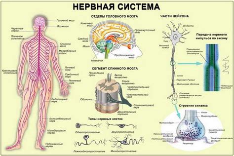 Болезнь нервной системы
