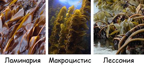 Бурые и красные водоросли: живые фильтры