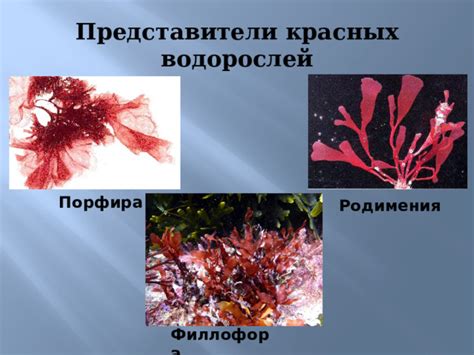 Важная роль бурых и красных водорослей в экосистеме