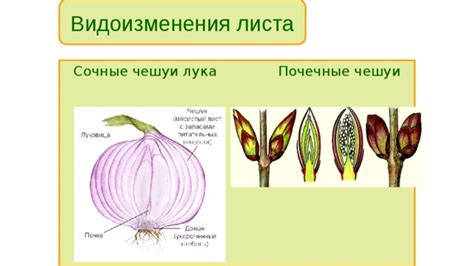 Важное значение чешуи