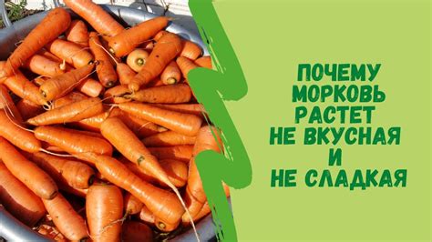 Варианты использования горькой моркови