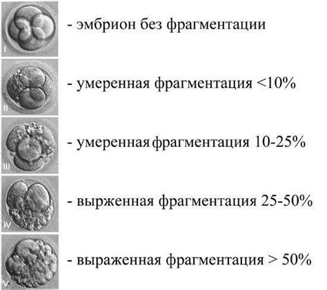Вероятный результат переноса эмбрионов