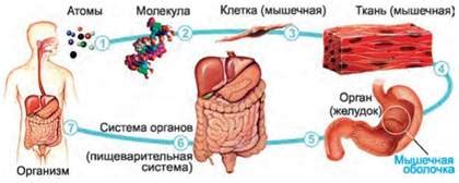 Взаимосвязь организма и окружения