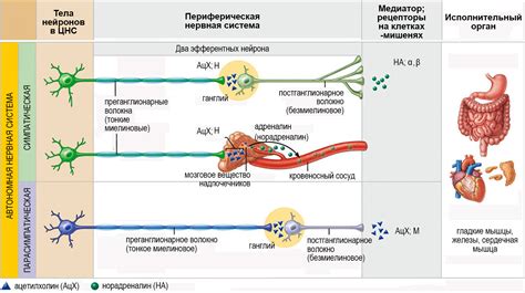Вклад нервной системы в изменение оттенка кожи