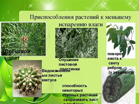 Влияние влажности на выцветание лака