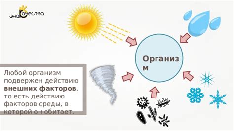Влияние внешней среды