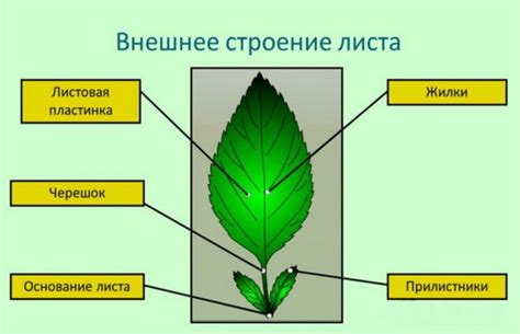 Влияние воздушной среды на внешний вид листьев