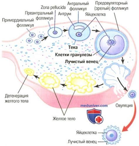 Влияние длительности и дозы гонала на рост фолликулов