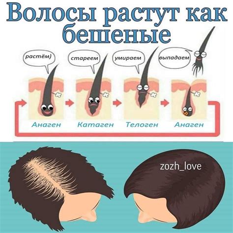 Влияние климатических условий на рост волос