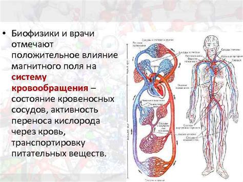 Влияние кровообращения