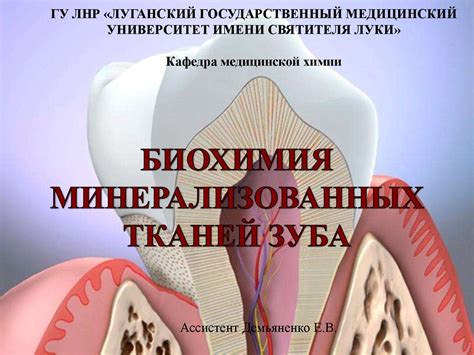 Влияние обликующих тканей