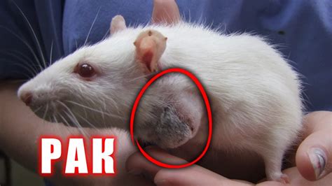 Влияние окружающей среды на трясение ушей у крыс