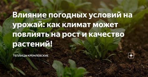 Влияние погодных условий на опадение листьев