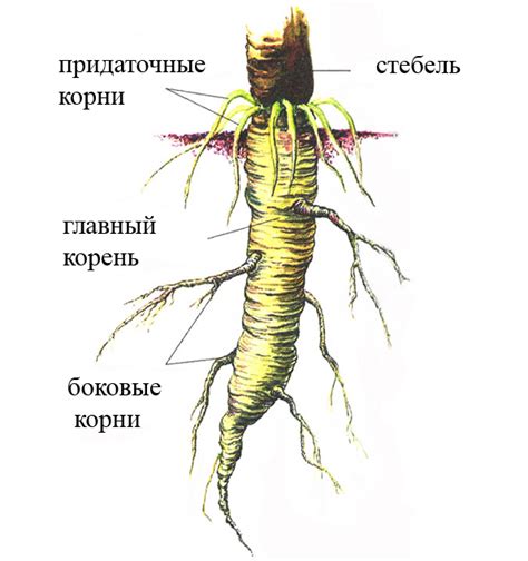 Влияние полива на корни растений и возможные последствия