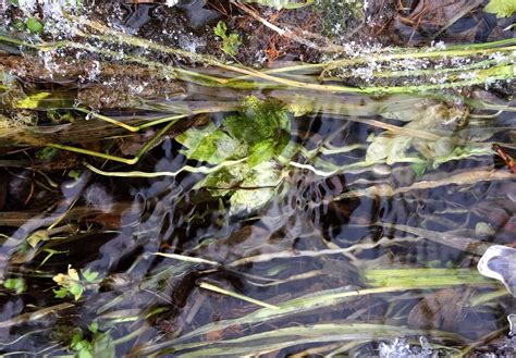 Влияние розовой воды на экосистему пруда