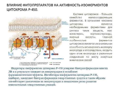 Влияние содержания миоглобина и цитохрома на окраску