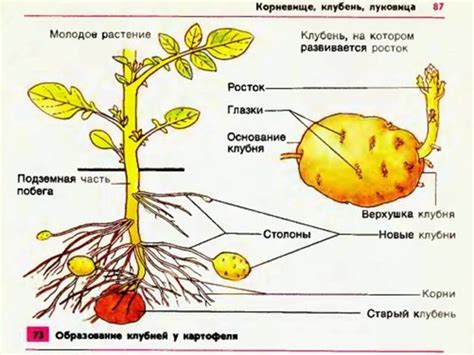 Влияние соли на структуру картофеля: