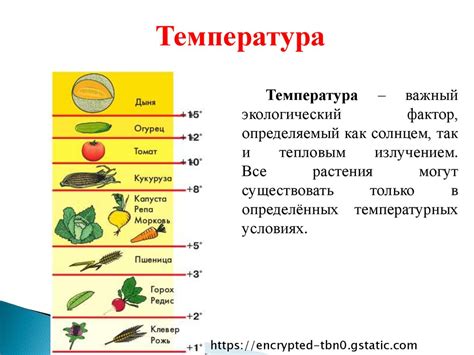Влияние температуры на сроки хранения гормона роста