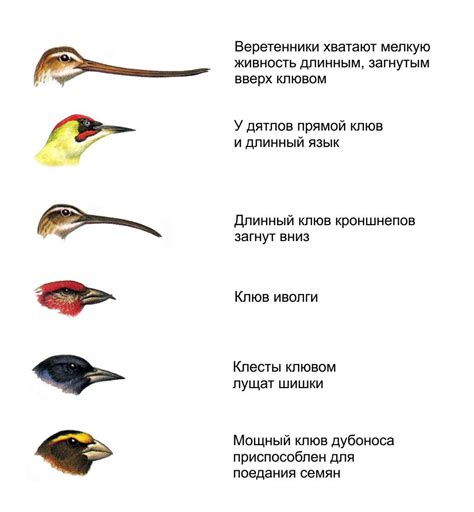 Влияние формы клюва на питание птиц