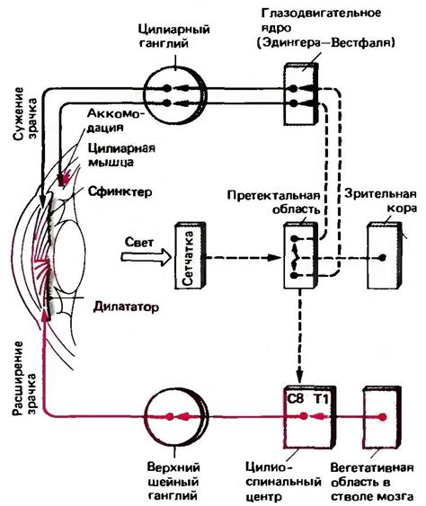 Внутренний рефлекс