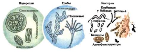 Водоросли и бактерии