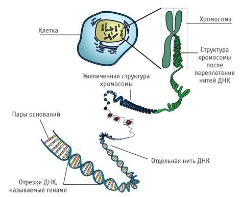 Воздействие на ДНК
