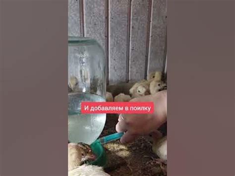 Воздействие на здоровье индюшат