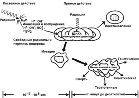 Воздействие на клетки