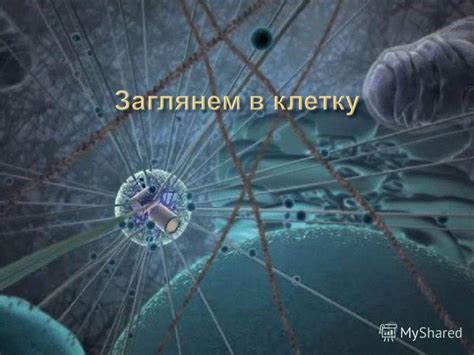 Воздействие нехватки влаги на клеточную структуру