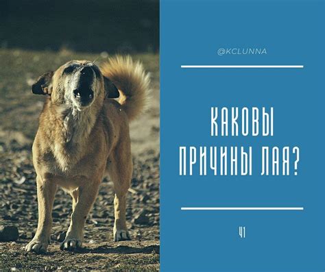 Воздействие окружающих факторов на поведение собаки: возможные причины лая
