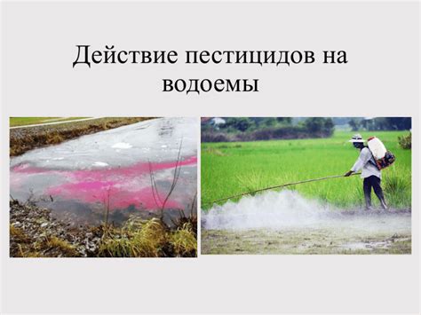 Воздействие пестицидов и химических веществ на амуров