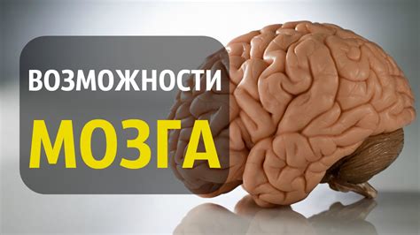Возможности мозга в повышении производительности