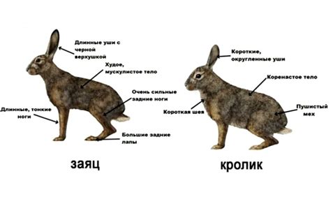 Возможные причины внешней природы, вызывающие частые вдохи и трясение у кролика