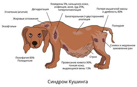 Возможные причины зуда у собаки