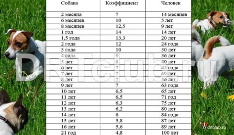 Возраст свиньи по человеческим меркам: таблица возрастных соответствий