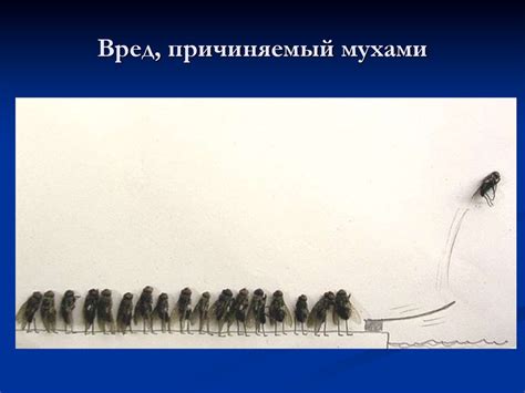 Вред, причиняемый мухами