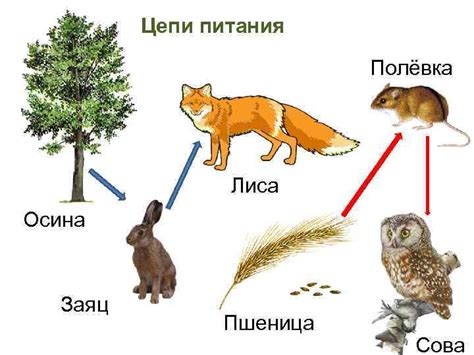Вредность питания с поминок для животных