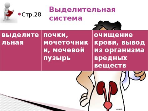 Выделительная система и очищение организма