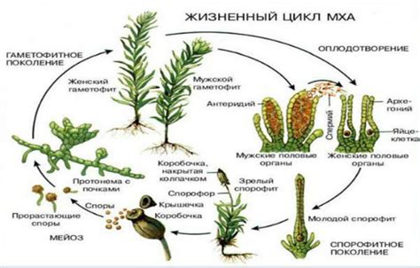 Высшее споровое растение – кукушкин лен