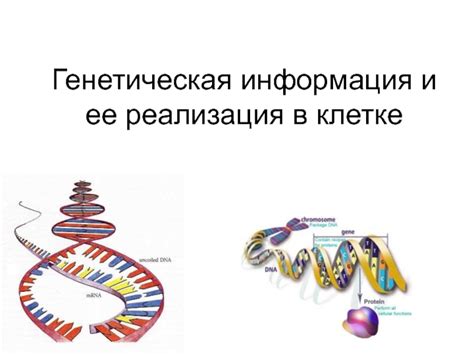 Генетическая информация и ее роль